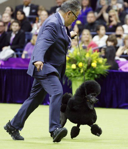 Canines Compete In Westminster Dog Show 2024