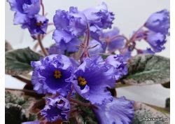 Узамбарская фиалка домашняя от Елены Троицкой. Фиалки в домашних условиях