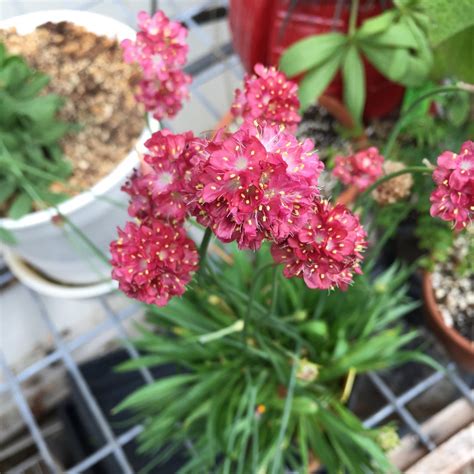 Armeria Pseudoarmeria Ballerina Red Great Thrift Ballerina Red In