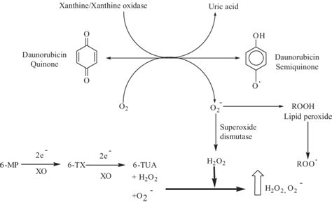 Scheme 1 Generation Of Reactive Oxygen Species Superoxide Free Radical Download Scientific