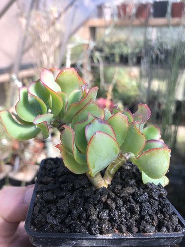 Crassula Arborescens Ssp Undulatifolia Blue Waves Xerofarm