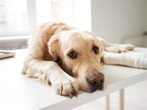 Arthrose Beim Hund Ursachen Symptome Behandlung