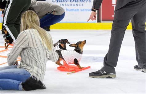 Wiener Dog Race Returning For 2022 At Sioux Falls Stampede Hockey Game