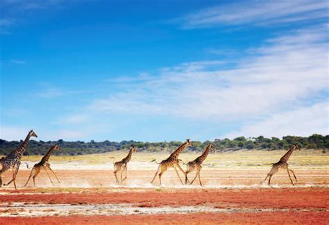 Herd of giraffes — Stock Photo © muha04 #1596376