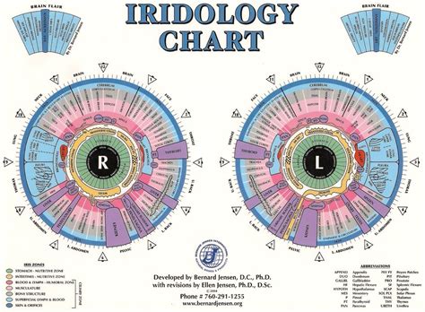 Jensen Iridology Chart Here S A Quick Way To Get Iriscope Iridology