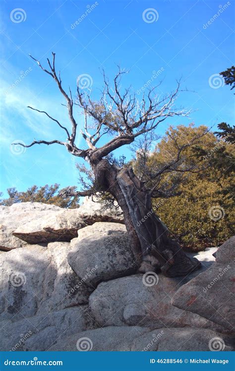 Dwarf Tree Stock Photo Image Of Dwarf Tree Mountain 46288546