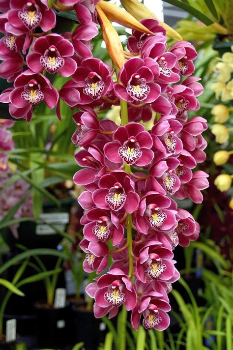 Orquídea Cymbidium Como Cuidar Conheça os Cuidados TC