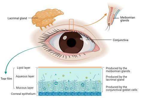 Biomolecules Free Full Text The Autoimmune Rheumatic Disease Related Dry Eye And Its