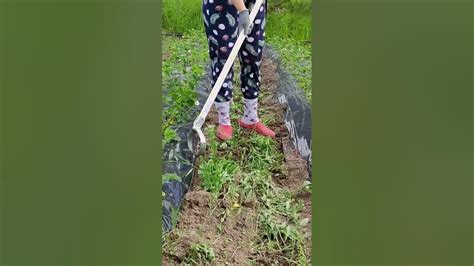 Плоскорез Стриж в действии #shorts #огород - YouTube