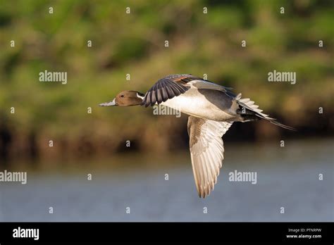 Close Up Of UK Northern Pintail Duck Anas Acuta Isolated In Midair