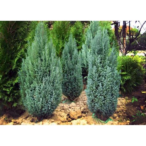 Кипарисовик лавсона элвуди - фото и картинки: 69 штук