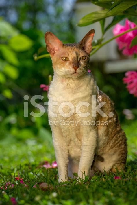 Cornish Rex Cat With Curly Hair Outdoors Stock Photo Royalty Free