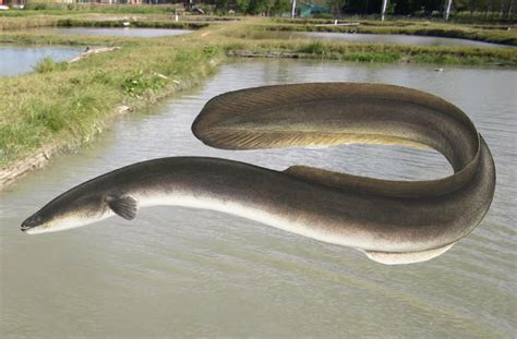 Agricultura Regula La Pesca Y Comercialización De La Anguila Rostrata