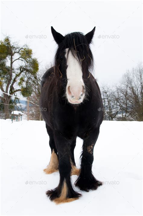 Vertical shot of a black horse Clydesdale with a white face standing on ...