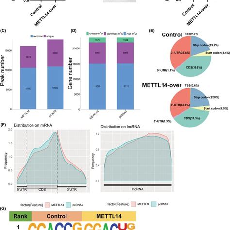 AC084125 2 Suppresses Breast Cancer Cell Migration And Invasion In