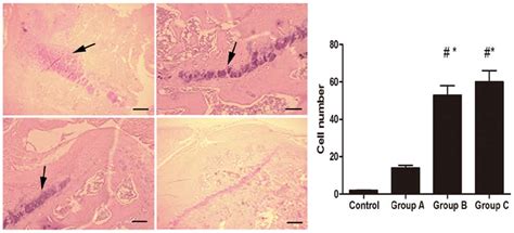 (A) Histopathological images of hippocampal tissues from rats in the ... 