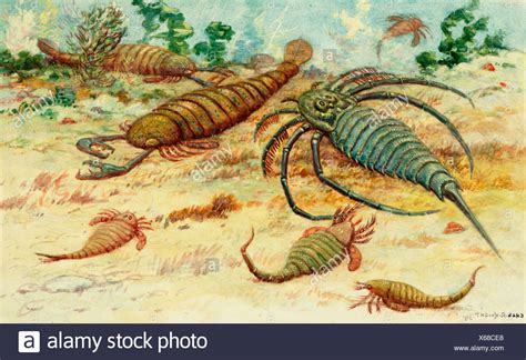 Eurypterid Stock Photos & Eurypterid Stock Images - Alamy