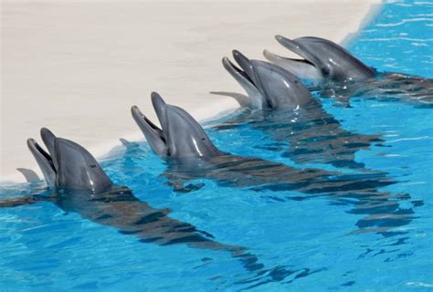 Kohana Dies At Loro Parque Dolphin Project