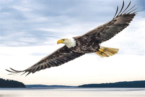 eagles   genius  bird flight key peninsula news