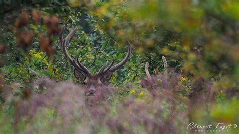 La Magie Des Bois Avec Les Cerfs De La For T De Mormal Youtube