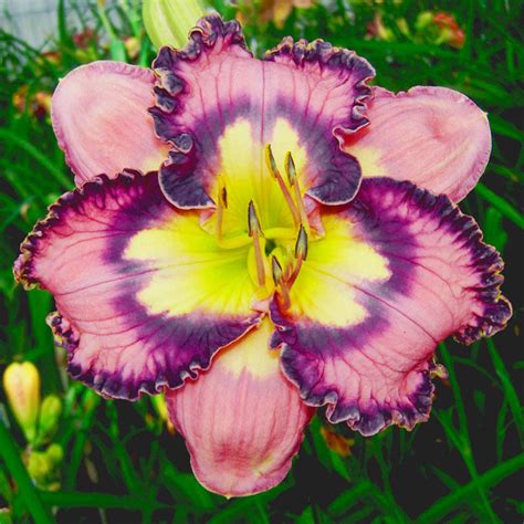 Making Magic Reblooming Daylily Brecks Premium Bulbs