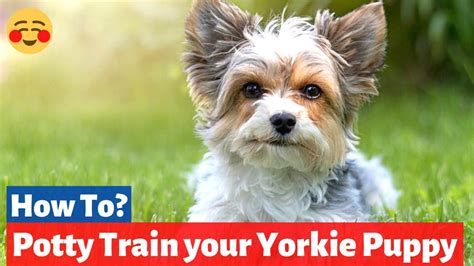 How To Potty Train A Yorkshire Terrier Puppy New Unique Method