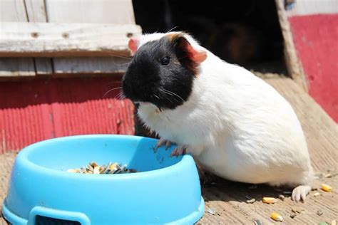 Can Guinea Pigs Drink Water Out Of A Bowl Petcosset