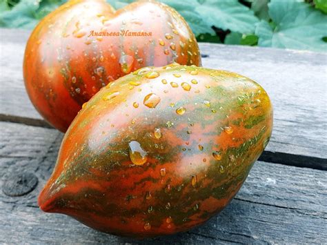 Томат Сердце Марши: описание сорта, ОТЗЫВЫ, фото | tomatland.ru