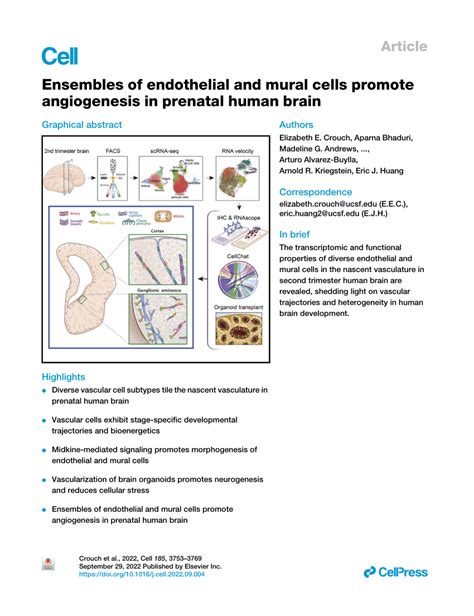 Pdf Ensembles Of Endothelial And Mural Cells Promote Angiogenesis In