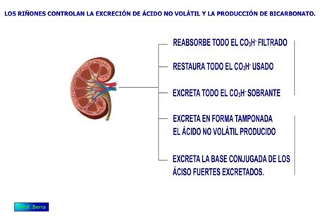 Regulaci N Renal Del Ph Webfisio