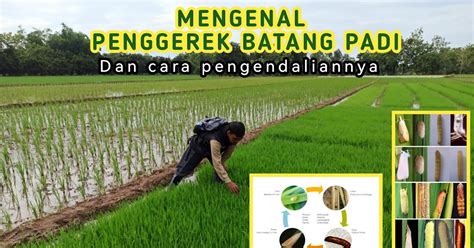 Mengenal Penggerek Batang Padi Dan Cara Pengendaliannya Terastani