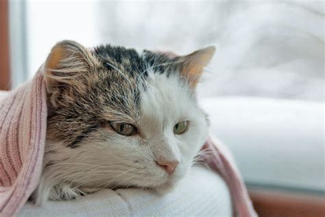 W Rmer Bei Katzen Ansteckung Symptome Und Behandlung