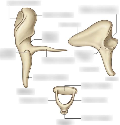 Ossicles Anatomy Diagram | Quizlet