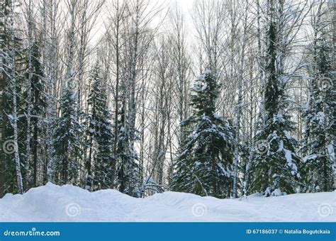 Landscape Of The Siberian Taiga Stock Image Image Of Siberia Russia