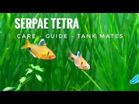 Serpae Tetra Serpae Tetra Care Guide Tank View Serpae Tetra