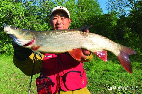 怎样钓大鱼大鱼喜欢吃什么钓大鱼首先要了解大鱼的生活习性 知乎