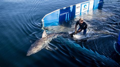 Ocearch Tracks Large White Shark Miss Costa Off Florida Panhandle