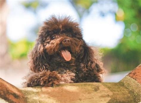 Cu Les Son Las Mejores Razas De Perros Peludos Medianos