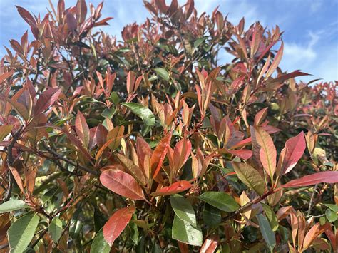 Photinia Fraseri Red Robin Groenblijvende Leiboom Palmexpert Nl