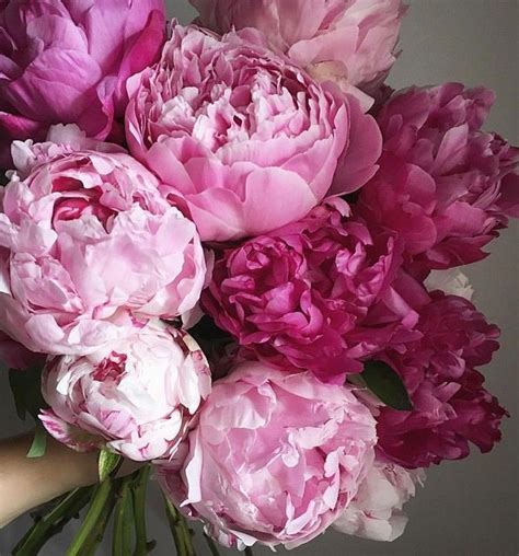 Fresh Peonies Flowers Photography Bloom Pretty Flowers