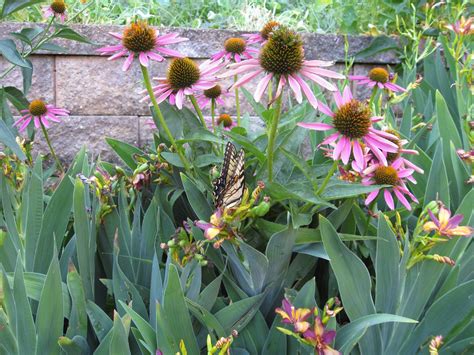 Marsha's Garden Blog: Cone Flowers 2009 to 2011...