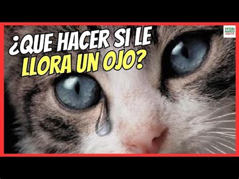 Por qué a mi gato le llora el ojo causas síntomas y tratamiento