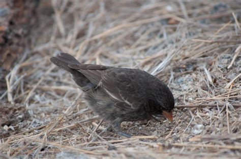 The Bloodsucking Strategy Of The Vampire Finch A Moment Of Science