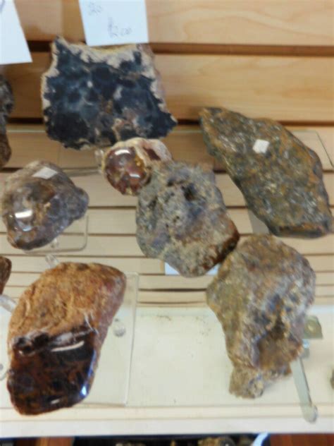 Polished Cycad Fossils Rocks And Bones