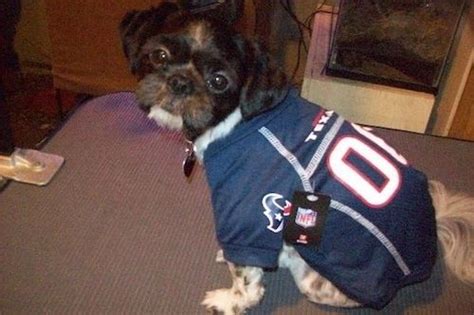 30 Dogs Who Are Ready For The Super Bowl | Dogs, Animal dress up, Puppy ...