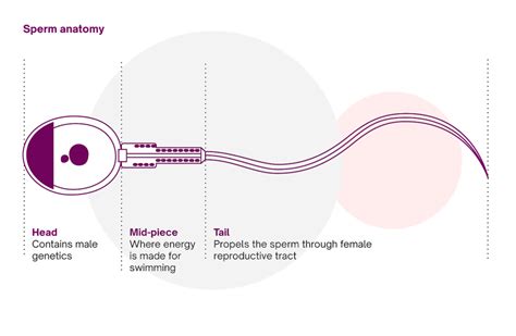 Sperm Production | How Is Sperm Produced? | Natural Cycles