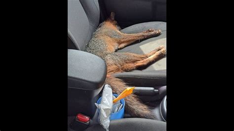 Virginia Woman Attacked By Rabid Fox In Her Driveway Police
