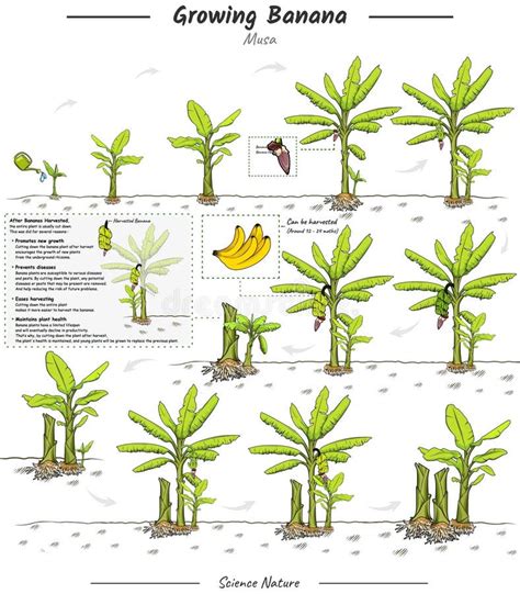 Ilustração Da Banana Em Crescimento Com Explicação Ilustração Do Vetor