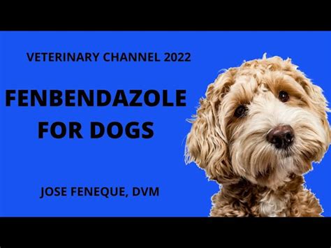 Veterinary Medicine - Fenbendazole Tablet Veterinary 100% Export ...