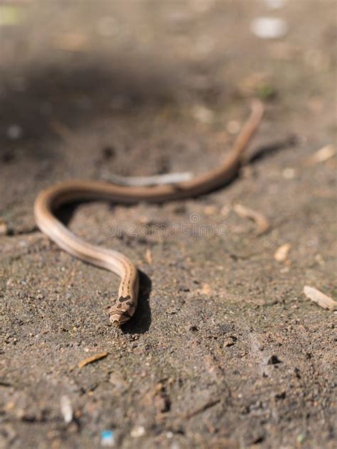 Snake Crawling On The Ground Stock Photo Image Of Rough Cute 103009844